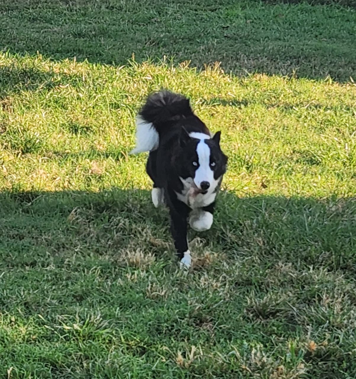 Pippin